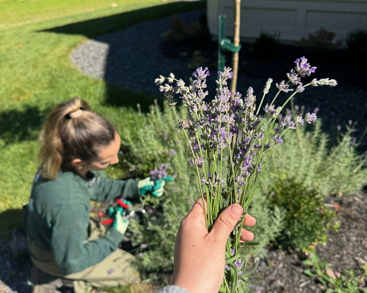 lavander in designing yard