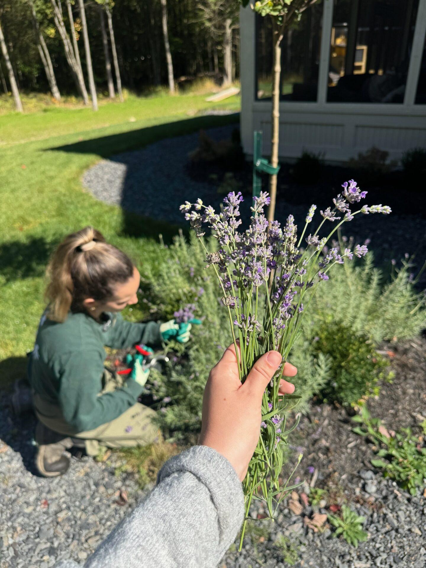 lavander in designing yard